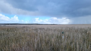 Grootbos Expands and Protects Micro Frogs in Agulhas