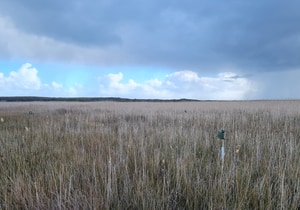 Grootbos Expands and Protects Micro Frogs in Agulhas