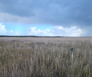 Grootbos Expands and Protects Micro Frogs in Agulhas