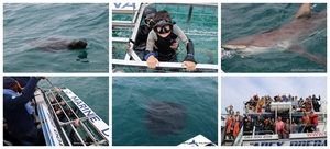 Daily Blog: 03 August 2025 | Shark Cage Diving in South Africa