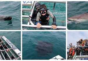 Daily Blog: 03 August 2025 | Shark Cage Diving in South Africa