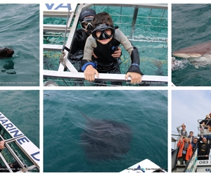 Daily Blog: 03 August 2025 | Shark Cage Diving in South Africa