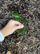 Restoring Balance in the Walker Bay Fynbos Conservancy