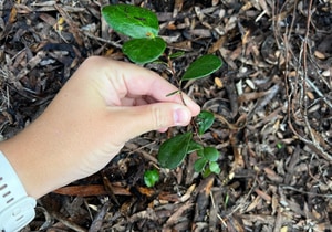 Restoring Balance in the Walker Bay Fynbos Conservancy