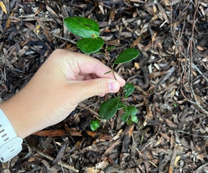 Restoring Balance in the Walker Bay Fynbos Conservancy