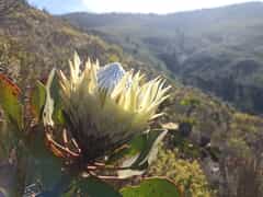 Winter Wonders at Grootbos Reserve