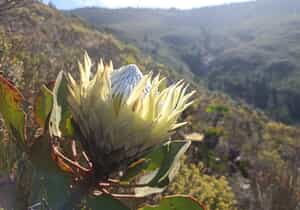 Winter Wonders at Grootbos Reserve