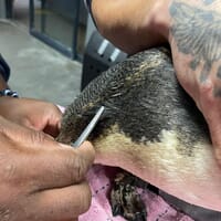 Penguin - African Penguin & Seabird Sanctuary - Xplorio™ Gansbaai