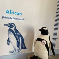 Penguin - African Penguin & Seabird Sanctuary - Xplorio™ Gansbaai