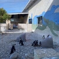 Penguin - African Penguin & Seabird Sanctuary - Xplorio™ Gansbaai