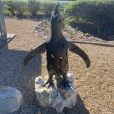 Penguin - African Penguin & Seabird Sanctuary - Xplorio™ Gansbaai