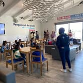 Penguin - African Penguin & Seabird Sanctuary - Xplorio™ Gansbaai