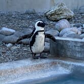 Penguin - African Penguin & Seabird Sanctuary - Xplorio™ Gansbaai