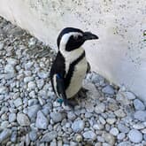 Penguin - African Penguin & Seabird Sanctuary - Xplorio™ Gansbaai