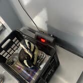 Penguin - African Penguin & Seabird Sanctuary - Xplorio™ Gansbaai