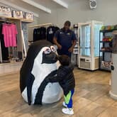 Penguin - African Penguin & Seabird Sanctuary - Xplorio™ Gansbaai