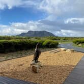 Penguin - African Penguin & Seabird Sanctuary - Xplorio™ Gansbaai