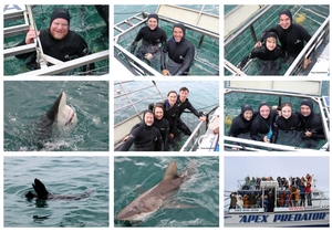 Daily Blog: 11 August 2025 | Shark Cage Diving in South Africa
