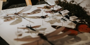 529152258_122173429712506447_8889782375793644389_n_1755066558