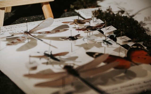 529152258_122173429712506447_8889782375793644389_n_1755066558