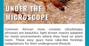 Under the Microscope - African Mole Cricket