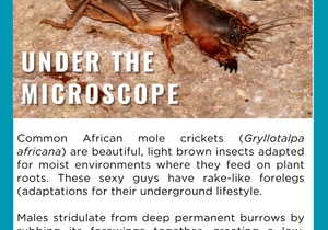 Under the Microscope - African Mole Cricket