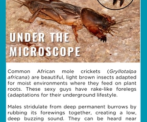 Under the Microscope - African Mole Cricket