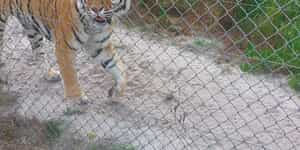 CurroCats6.1_1755158116