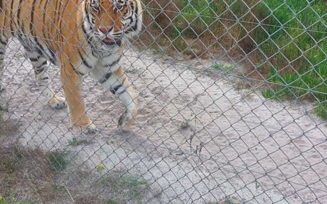 CurroCats6.1_1755158116