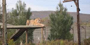 CurroCats6.2_1755158117