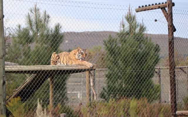 CurroCats6.2_1755158117