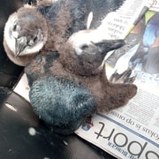 What Happens During Penguin Moulting?