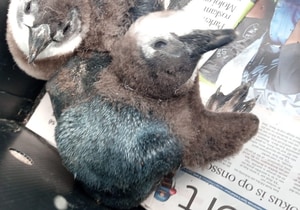 What Happens During Penguin Moulting?