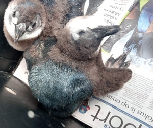 What Happens During Penguin Moulting?