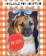 Meet Addy - Looking for a Loving Home