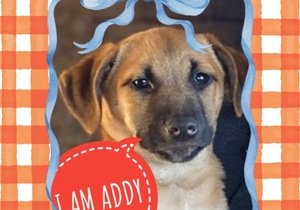 Meet Addy - Looking for a Loving Home
