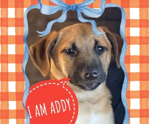 Meet Addy - Looking for a Loving Home