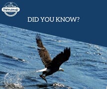 Wildlife You Can Spot at De Vette Mossel Hermanus