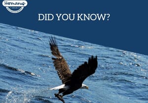 Wildlife You Can Spot at De Vette Mossel Hermanus