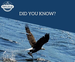 Wildlife You Can Spot at De Vette Mossel Hermanus