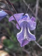 Winter at Grootbos - A Season of Renewal