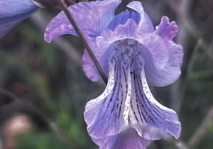 Winter at Grootbos - A Season of Renewal