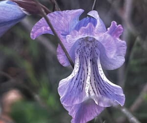 Winter at Grootbos - A Season of Renewal