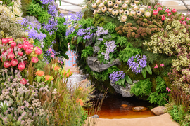 Chelsea Flowers in Stanford: The Countdown Begins!