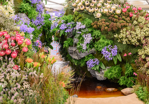 Chelsea Flowers in Stanford: The Countdown Begins!