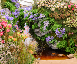 Chelsea Flowers in Stanford: The Countdown Begins!