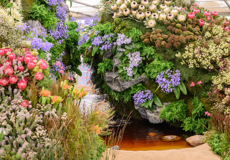 Chelsea Flowers in Stanford: The Countdown Begins!