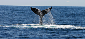How to Make Whale Season Work for Your Business