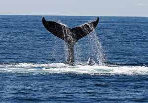 How to Make Whale Season Work for Your Business