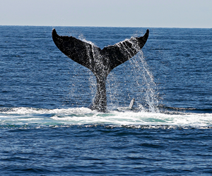 How to Make Whale Season Work for Your Business